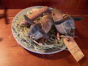 AVAILABLE:extremely primitive $20.00 plus $5.00 shipping.Partially stuffed with osbaburg.  Made of osnaburg.  Pine twig legs sewn on to the body. Pine needle wreath around neck with rusty bell.  Rusty pin attaches burlap tail.  Antiqued hang tag included, signed.  More pictures available upon request.